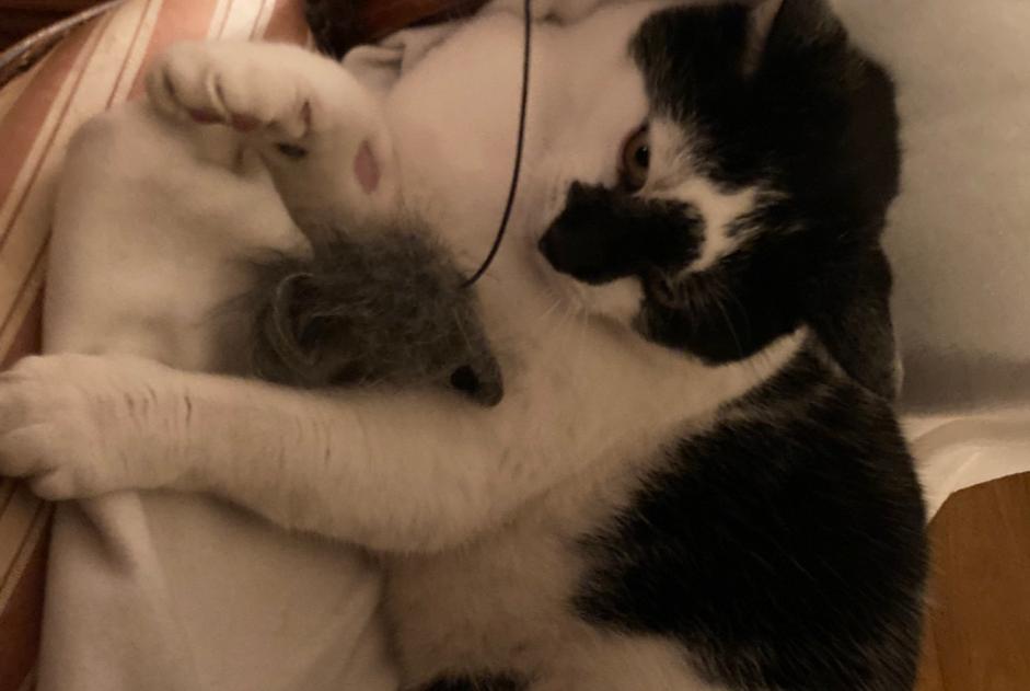 Avviso scomparsa Gatto Maschio , 12 anni Romainmôtier-Envy Svizzera