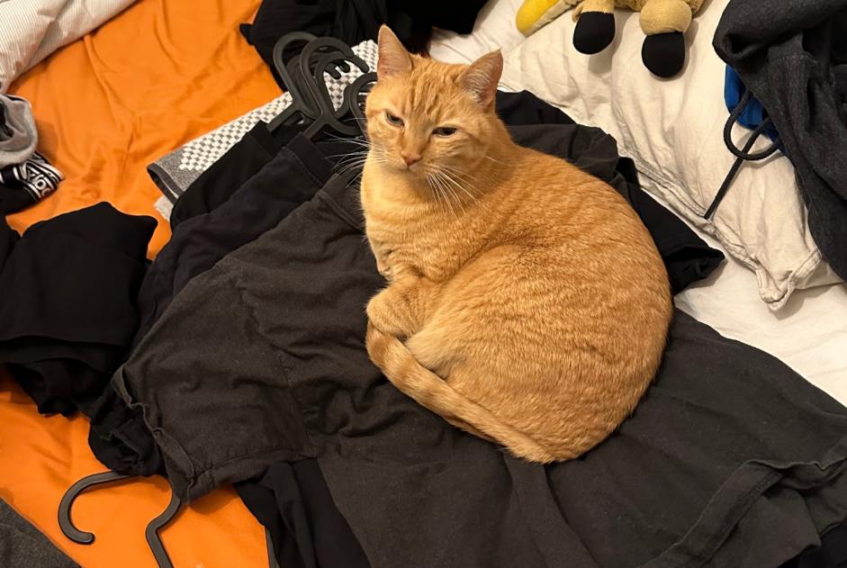 Avviso scomparsa Gatto Maschio , 11 anni La Chaux-de-Fonds Svizzera