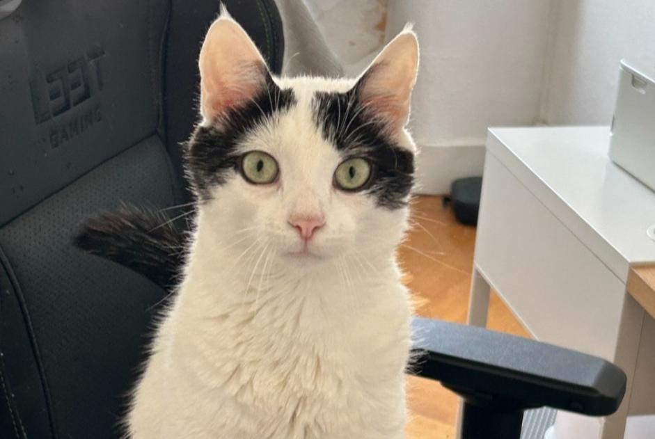 Avviso scomparsa Gatto Maschio , 1 anni Genève Svizzera