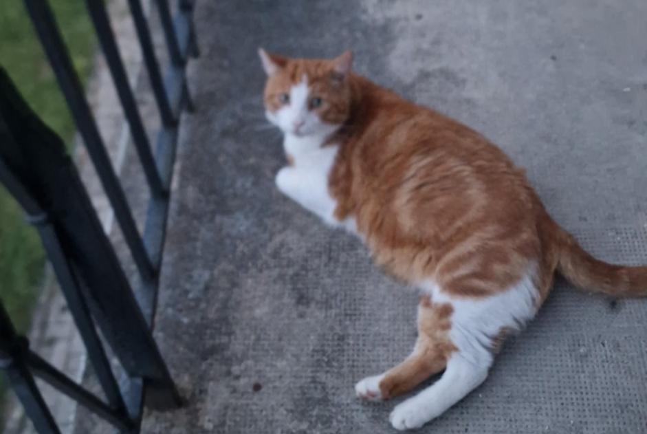 Avviso scomparsa Gatto incrocio di razze  Maschio , 9 anni Saint-Sulpice Svizzera