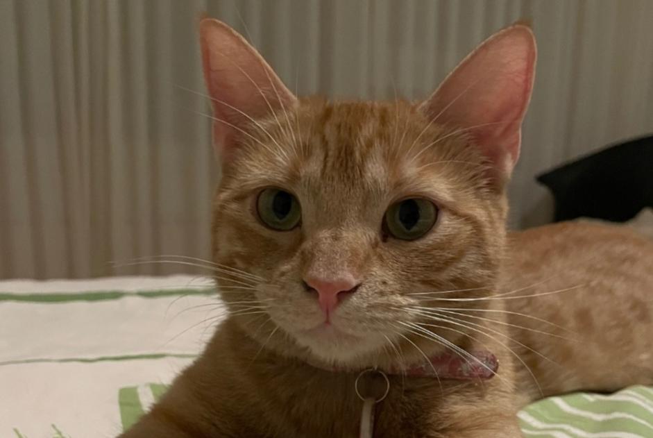 Avviso scomparsa Gatto Femmina , 4 anni Genève Svizzera
