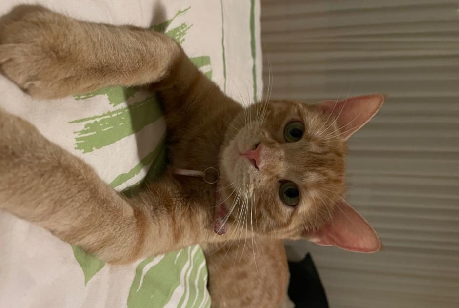 Avviso scomparsa Gatto Femmina , 4 anni Genève Svizzera