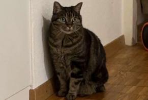 Avviso scomparsa Gatto Femmina , 14 anni Crissier Svizzera