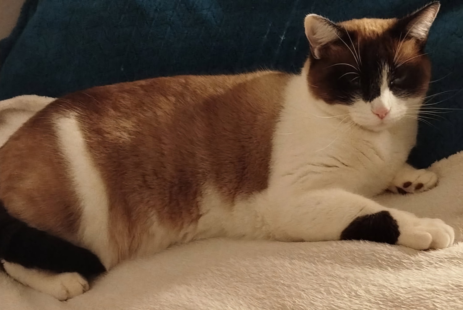 Avviso scomparsa Gatto Femmina , 6 anni Morlaàs Francia