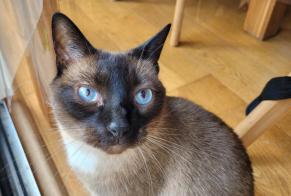 Avviso scomparsa Gatto  Maschio , 8 anni Angers Francia
