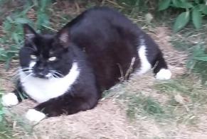 Avviso scomparsa Gatto Maschio , 15 anni Martigny Svizzera