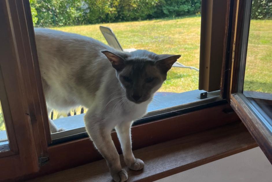 Avviso Ritrovamento Gatto Non conosciuta Bulle Svizzera