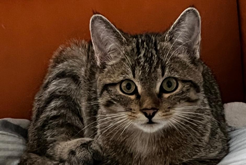 Verdwijningsalarm Kat  Vrouwtje , 1 jaar Vallorbe Zwitserland