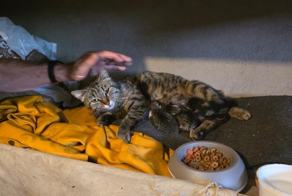 Ontdekkingsalarm Kat   Vrouwtje Payerne Zwitserland
