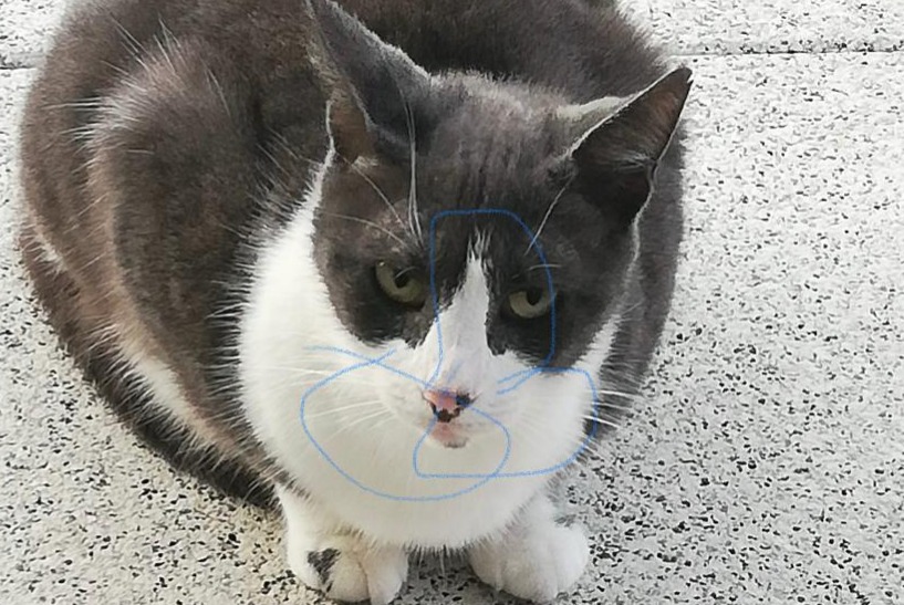 Alerta desaparecimento Gato Fêmea , 53 anos Port-Valais Switzerland