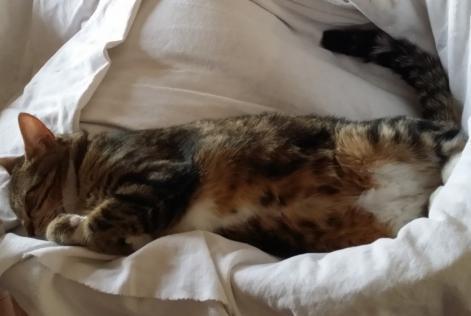 Vermisstmeldung Katze Weiblich , 8 jahre Esvres Frankreich