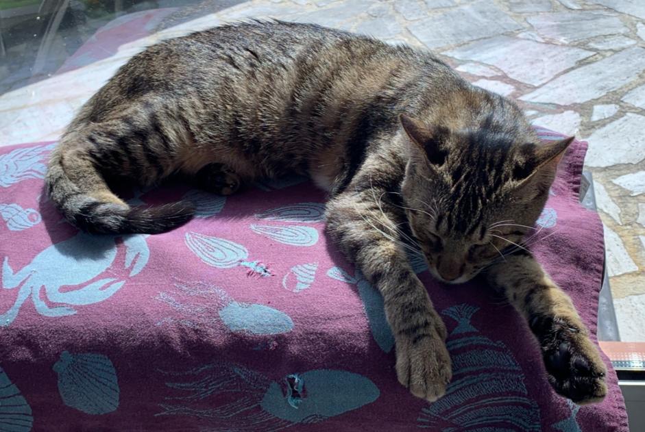 Vermisstmeldung Katze rassenmischung  Weiblich , 1 jahre Brionne Frankreich