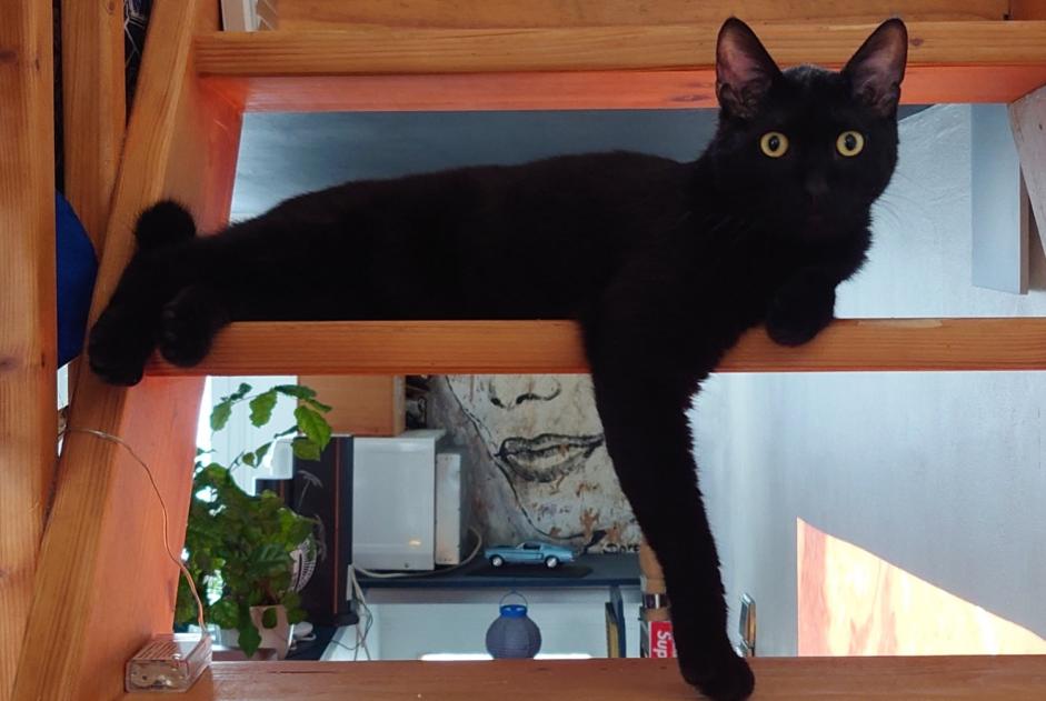 Vermisstmeldung Katze rassenmischung  Männliche , 1 jahre Fontenay-sous-Bois Frankreich