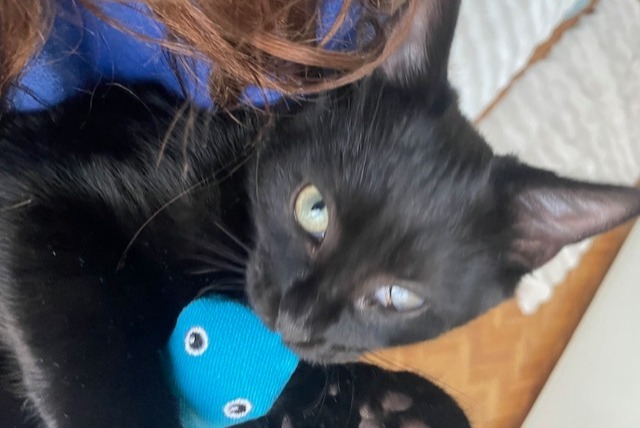 Vermisstmeldung Katze Männliche , 1 jahre Paris Frankreich