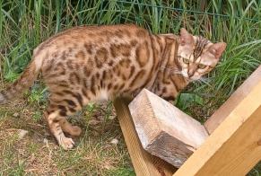 Vermisstmeldung Katze  Weiblich , 5 jahre Cesson Frankreich