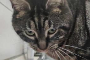 Vermisstmeldung Katze Weiblich , 3 jahre Comines Frankreich