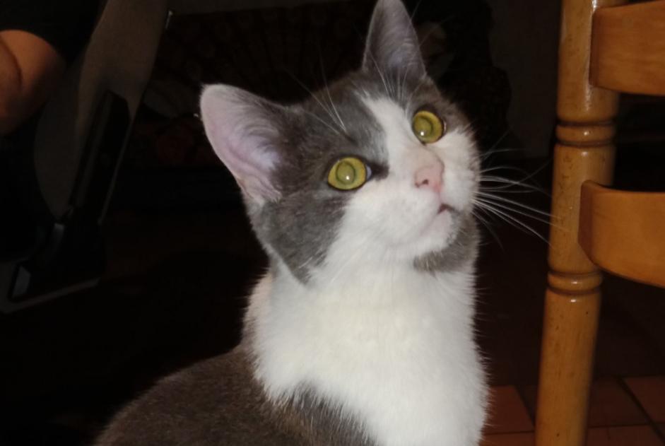 Vermisstmeldung Katze Männliche , 2 jahre Lamure-sur-Azergues Frankreich