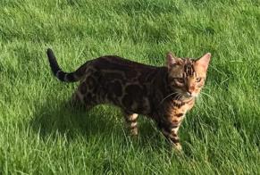 Vermisstmeldung Katze  Männliche , 2 jahre Saint-Florent Frankreich