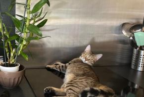 Vermisstmeldung Katze  Weiblich , 1 jahre Montcaret Frankreich
