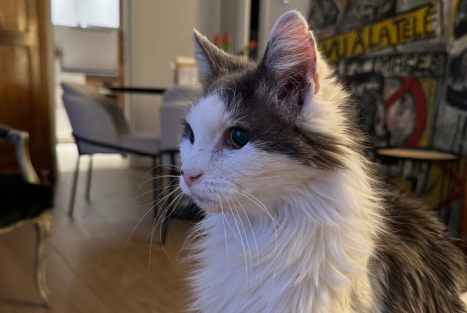 Vermisstmeldung Katze rassenmischung  Männliche , 19 jahre Amboise Frankreich