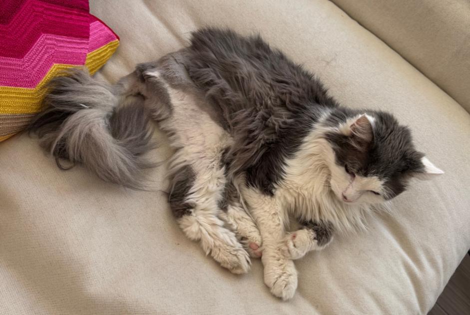 Vermisstmeldung Katze rassenmischung  Männliche , 19 jahre Amboise Frankreich