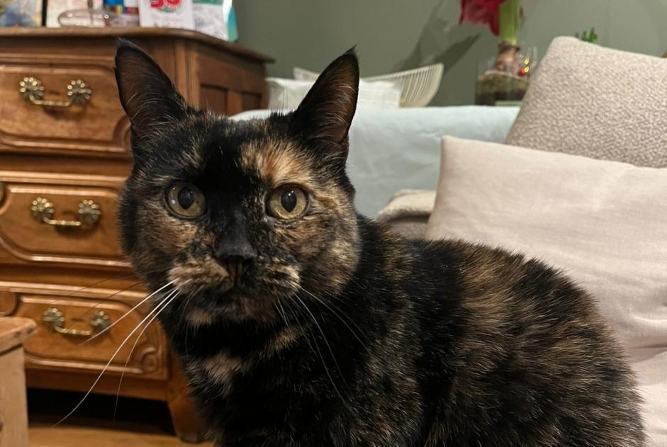 Vermisstmeldung Katze  Weiblich , 14 jahre Riorges Frankreich