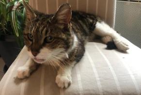 Fundmeldung Katze Weiblich Vernou-sur-Brenne Frankreich