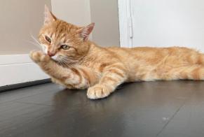 Fundmeldung Katze Männliche Bonneville Frankreich