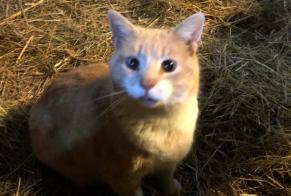 Vermisstmeldung Katze  Männliche , 4 jahre Colombe-lès-Vesoul Frankreich