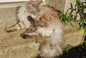Vermisstmeldung Katze Weiblich , 4 jahre Pleubian Frankreich