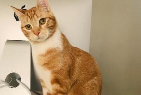 Vermisstmeldung Katze Männliche , 5 jahre Pau Frankreich