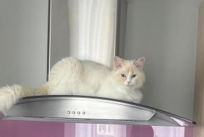 Vermisstmeldung Katze rassenmischung  Weiblich , 1 jahre Bons-en-Chablais Frankreich
