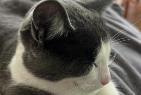 Vermisstmeldung Katze Männliche , 1 jahre Longué-Jumelles Frankreich