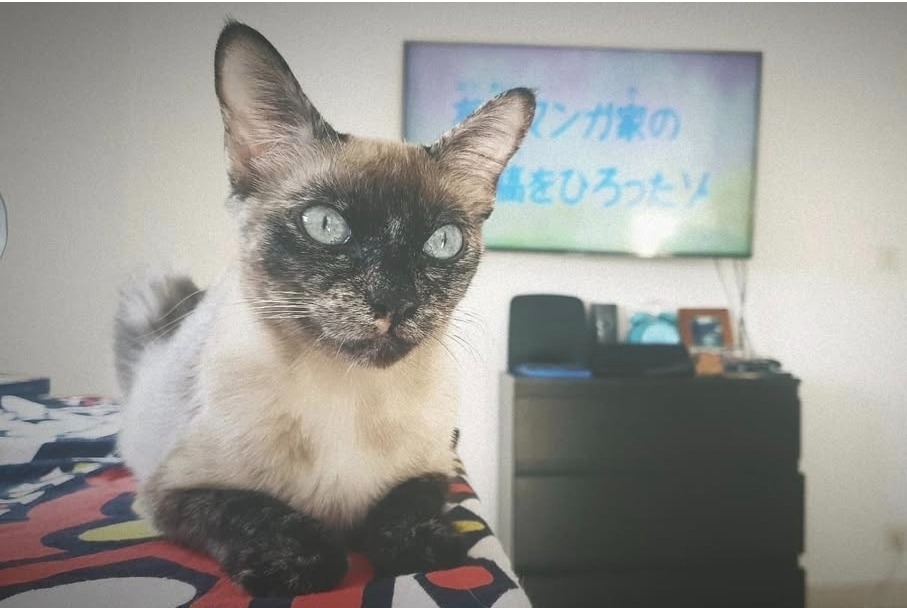 Vermisstmeldung Katze Weiblich , 5 jahre Paris Frankreich