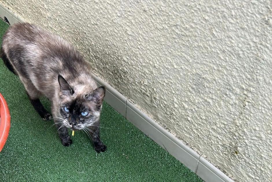 Vermisstmeldung Katze Weiblich , 5 jahre Paris Frankreich
