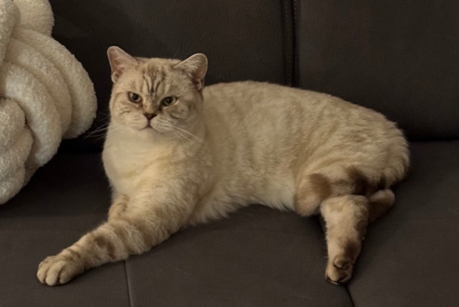 Vermisstmeldung Katze  Männliche , 3 jahre Pfastatt Frankreich