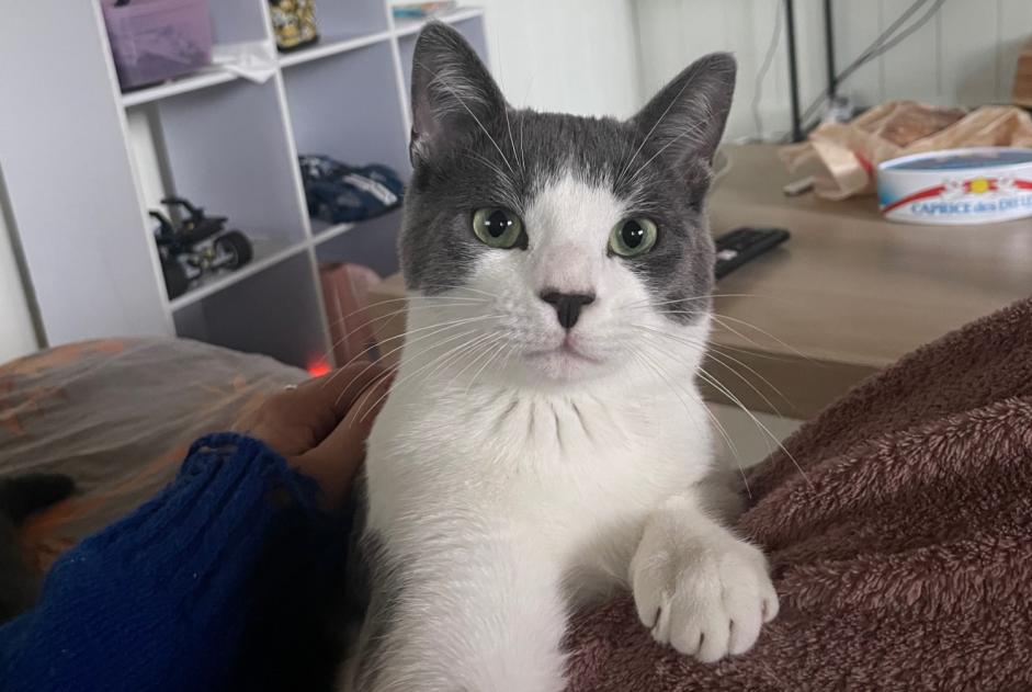 Vermisstmeldung Katze Männliche , 2 jahre Sauternes Frankreich