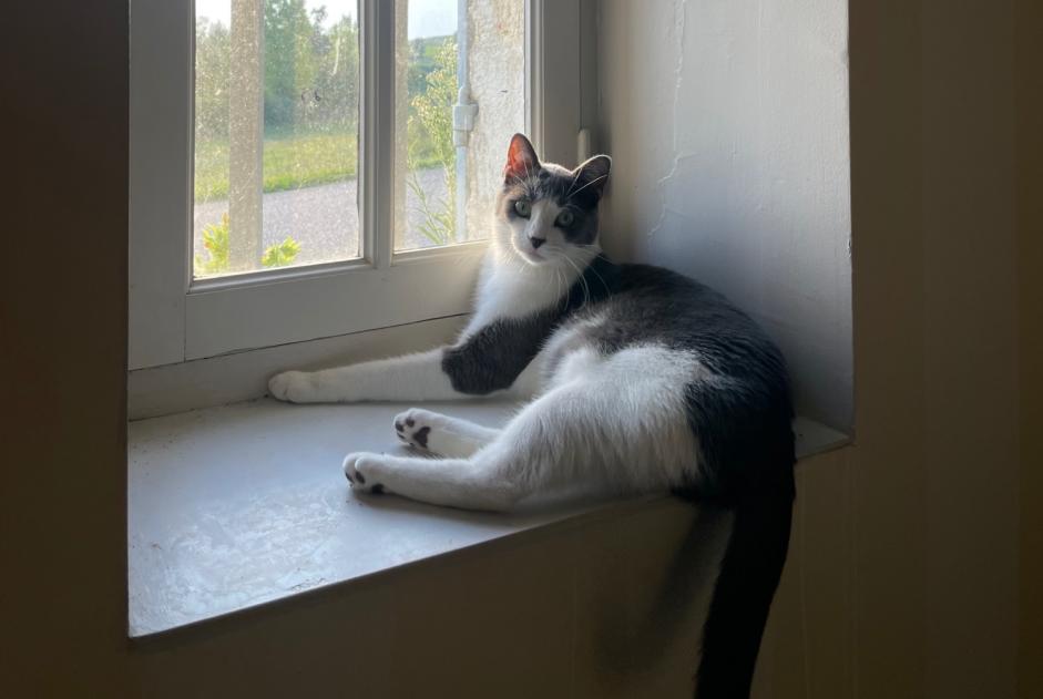 Vermisstmeldung Katze Männliche , 2 jahre Sauternes Frankreich