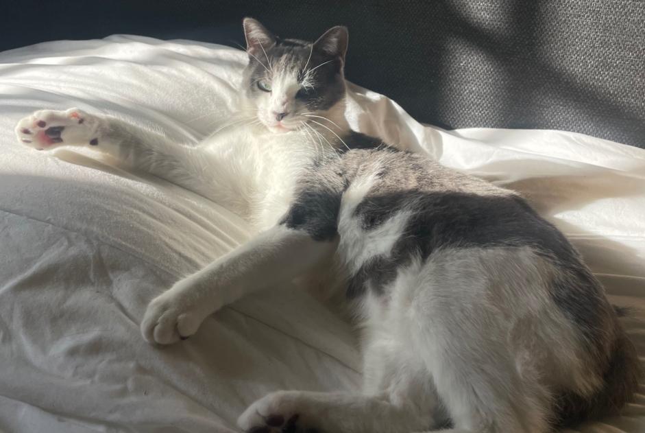 Vermisstmeldung Katze Männliche , 2 jahre Sauternes Frankreich
