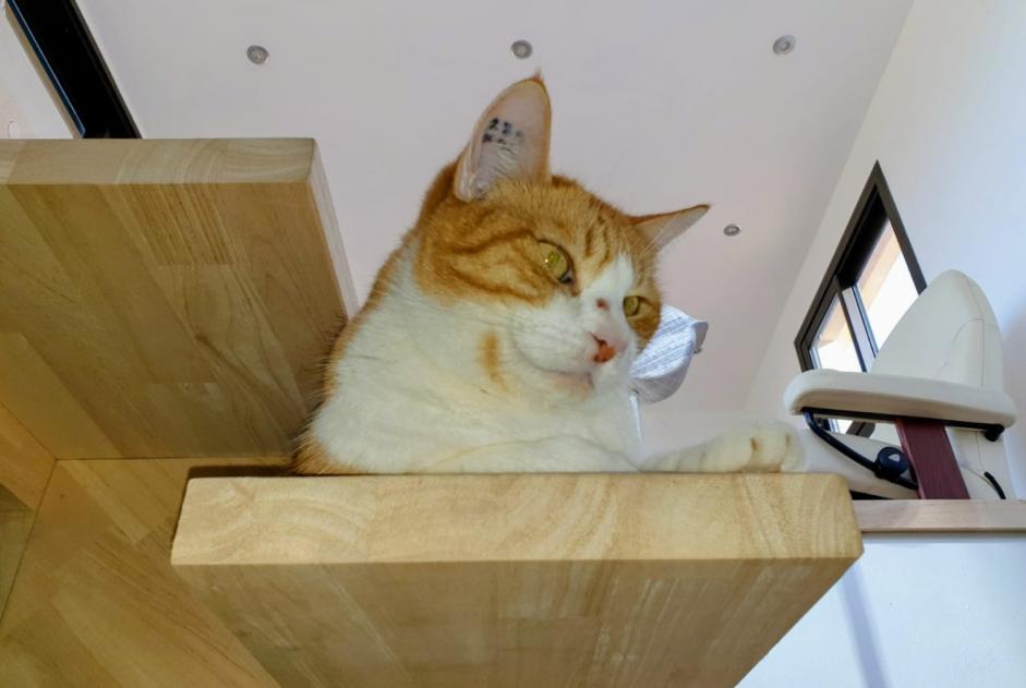Vermisstmeldung Katze rassenmischung  Männliche , 4 jahre Six-Fours-les-Plages Frankreich