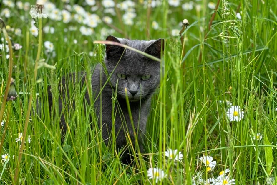 Vermisstmeldung Katze Weiblich , 6 jahre Avesnes-le-Comte Frankreich