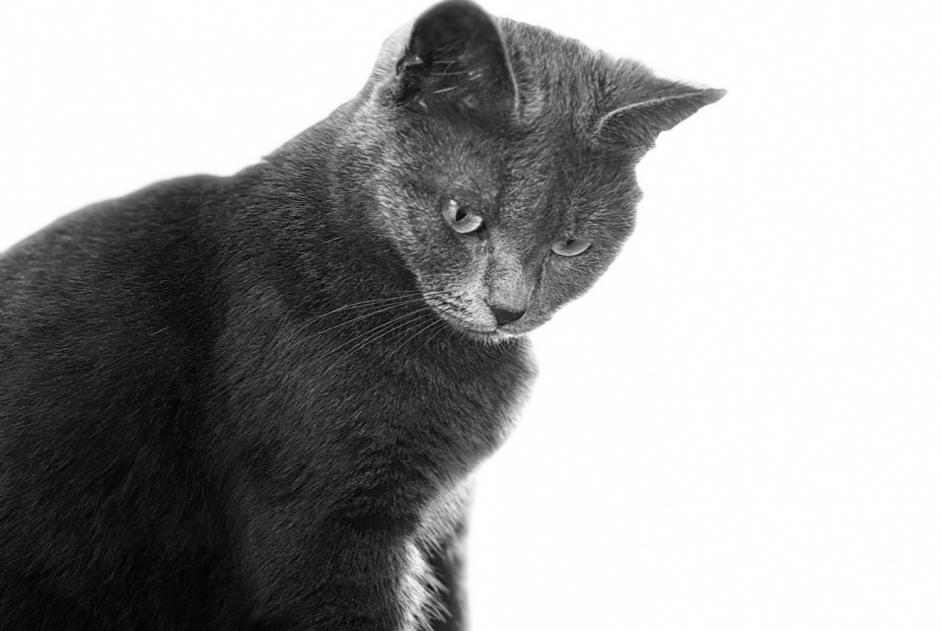 Vermisstmeldung Katze Weiblich , 6 jahre Avesnes-le-Comte Frankreich