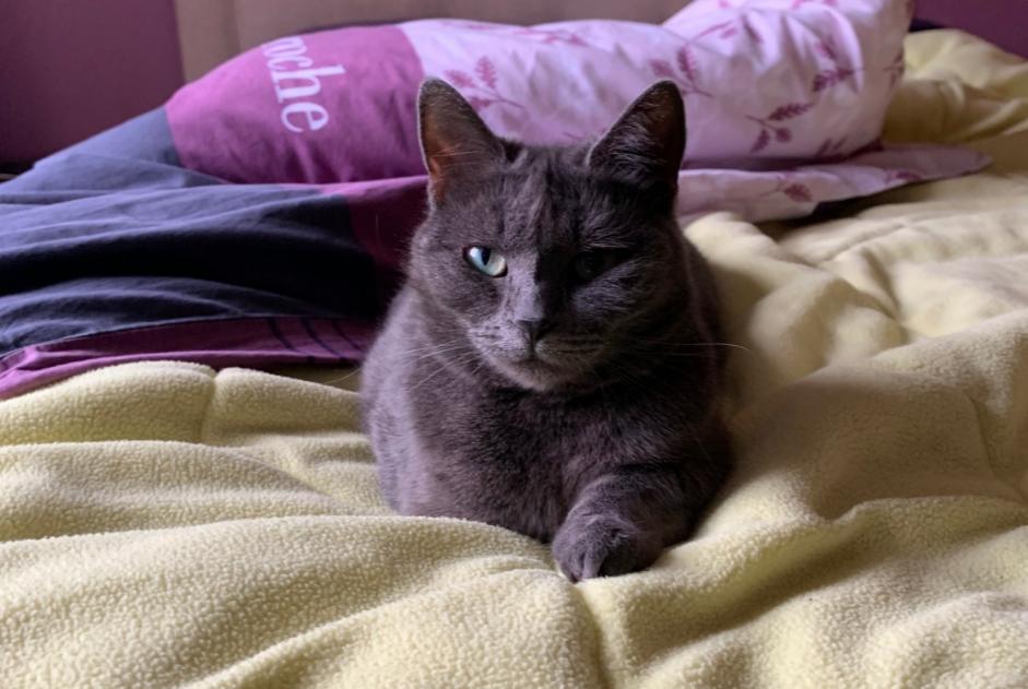 Vermisstmeldung Katze Weiblich , 6 jahre Avesnes-le-Comte Frankreich