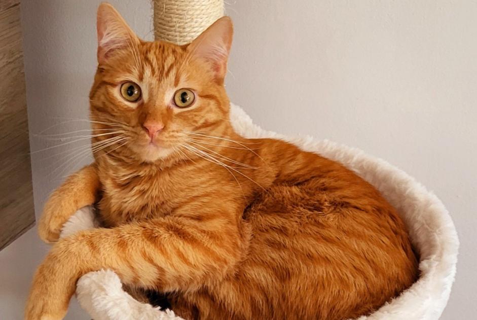 Vermisstmeldung Katze  Männliche , 1 jahre Luc-la-Primaube Frankreich