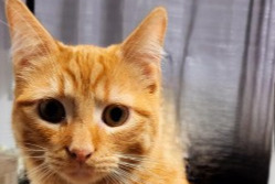 Vermisstmeldung Katze  Männliche , 1 jahre Luc-la-Primaube Frankreich