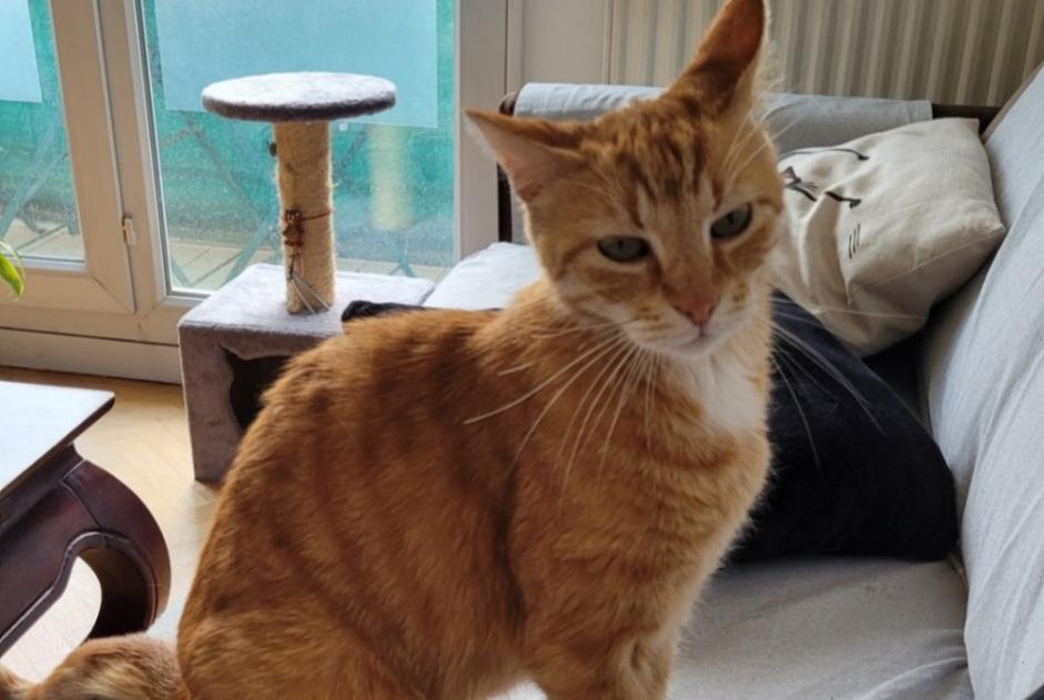 Vermisstmeldung Katze Männliche , 11 jahre Rueil-Malmaison Frankreich