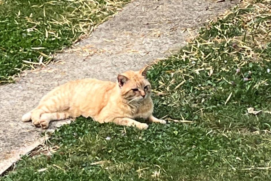 Fundmeldung Katze Unbekannt Saint-Benoît Frankreich