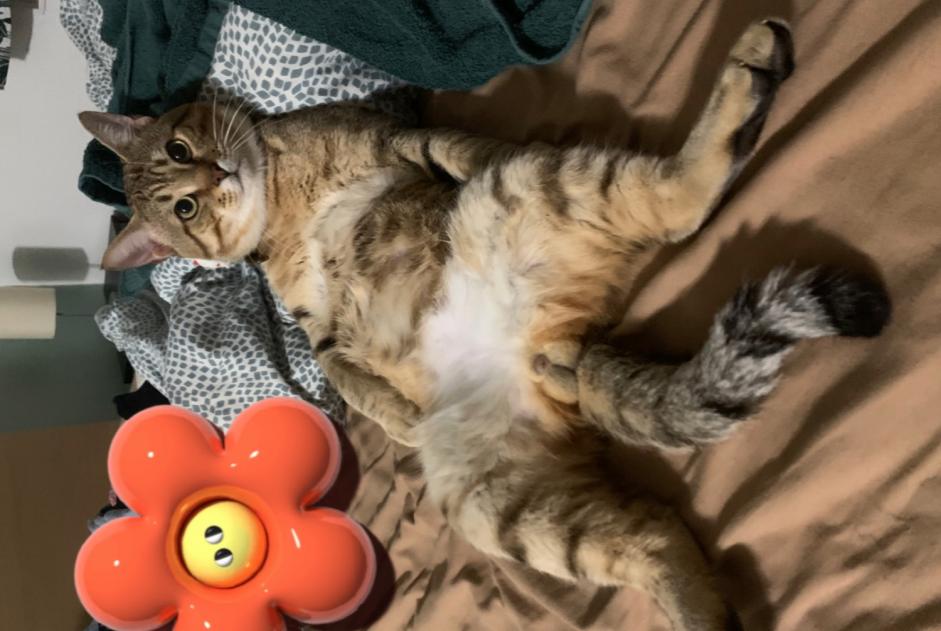Vermisstmeldung Katze  Männliche , 1 jahre Gagny Frankreich
