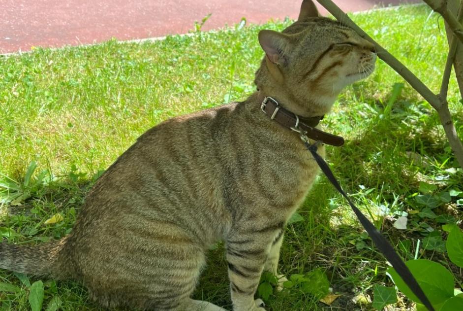 Vermisstmeldung Katze  Männliche , 1 jahre Gagny Frankreich