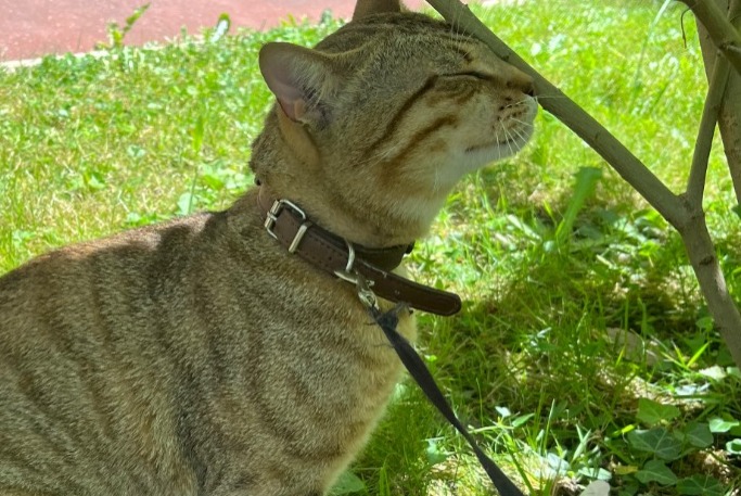 Vermisstmeldung Katze  Männliche , 1 jahre Gagny Frankreich